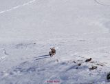 Steinbock0033